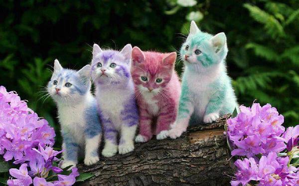 Watch my Cute Cats - Welcome to My Blog